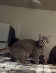 Lost Female Cat last seen Last seen up in the neighborhood behind Cedar Springs Church on Kingston Pike., Knoxville, TN 37922