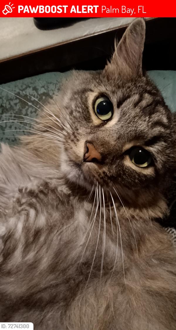 Lost Male Cat last seen Biarritz st nw , Palm Bay, FL 32907
