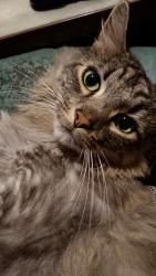 Lost Male Cat last seen Biarritz st nw , Palm Bay, FL 32907