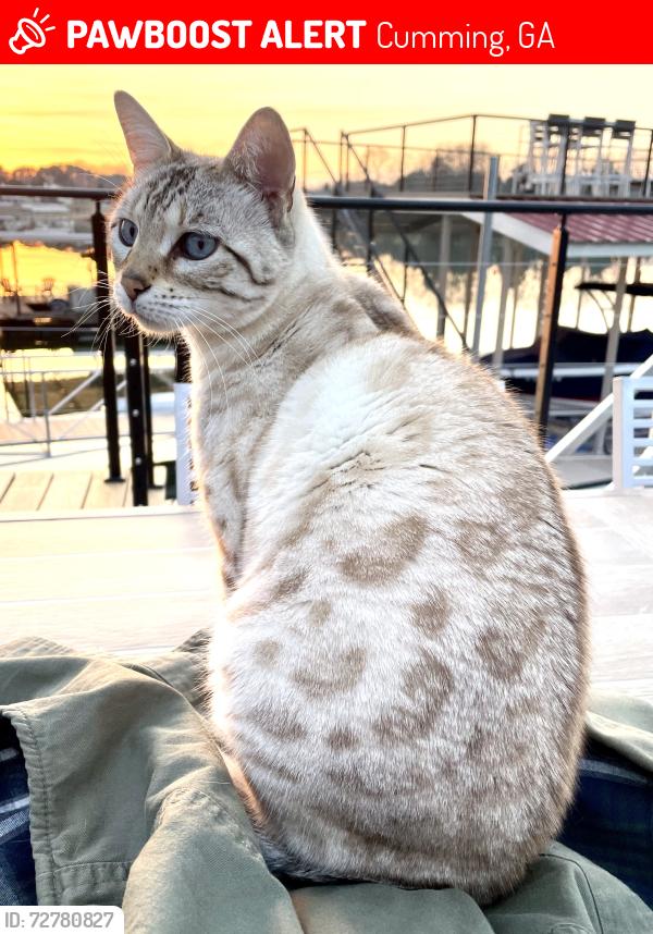 Lost Female Cat last seen Mountain View and Shady Grove Rd, Cumming, GA 30041