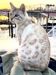 Lost Female Cat last seen Mountain View and Shady Grove Rd, Cumming, GA 30041