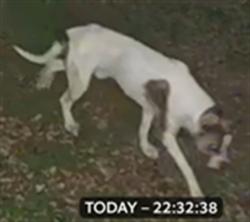 Shelter Stray Unknown Dog last seen SCOTTSDALE DR & WEDGEFIELD DR GRAND ISLAND 32735, Deer Island, FL 32778