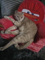 Lost Male Cat last seen Near s glaas st, Sioux City, IA 51106