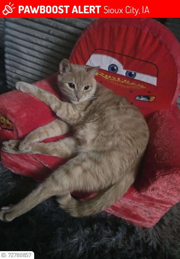 Lost Male Cat last seen Near s glaas st, Sioux City, IA 51106