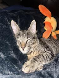 Lost Male Cat last seen Stonebridge crossing , Jarrell, TX 76537