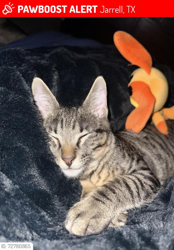 Lost Male Cat last seen Stonebridge crossing , Jarrell, TX 76537