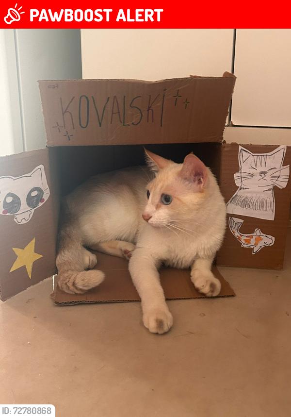 Lost Male Cat last seen Amisterdam , Ciudad de México, CDMX 06100
