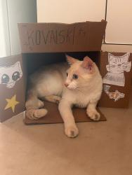 Lost Male Cat last seen Amisterdam , Ciudad de México, CDMX 06100