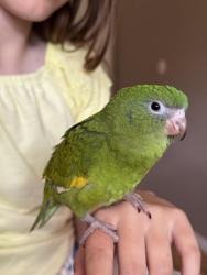 Lost Male Bird last seen Pennsylvania and Comanche , Albuquerque, NM 87110