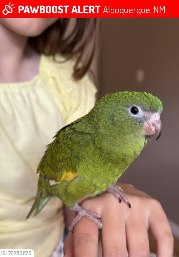 Lost Male Bird last seen Pennsylvania and Comanche , Albuquerque, NM 87110
