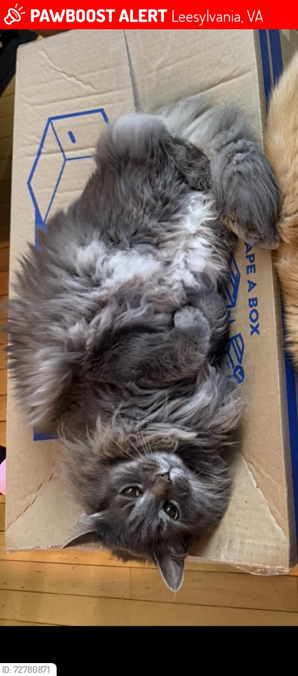 Lost Male Cat last seen Cardinal drive, Leesylvania, VA 22191