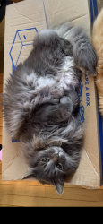 Lost Male Cat last seen Cardinal drive, Leesylvania, VA 22191