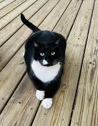 Lost Male Cat last seen Near Maxwell Farm Lane, Hendersonville, NC 28792