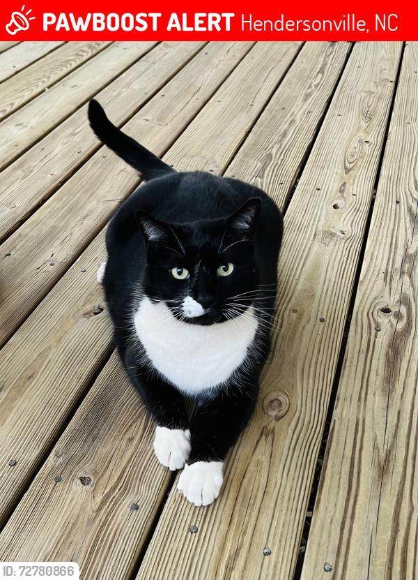 Lost Male Cat last seen Near Maxwell Farm Lane, Hendersonville, NC 28792