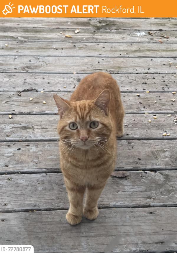 Found/Stray Male Cat last seen Harwood and Pepper, near Forest Hills, Rockford, IL 61114