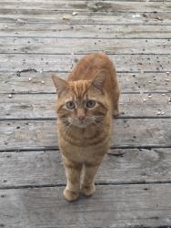 Found/Stray Male Cat last seen Harwood and Pepper, near Forest Hills, Rockford, IL 61114