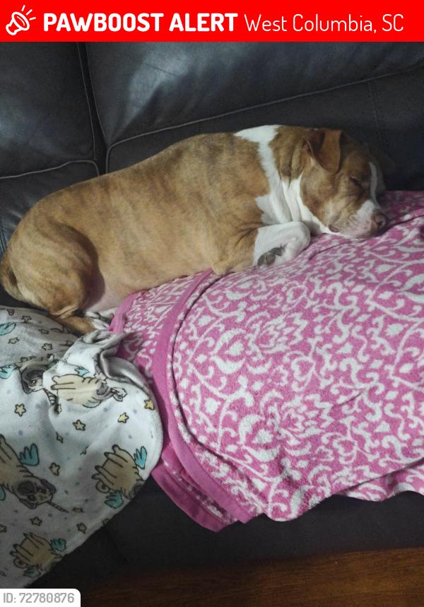 Lost Female Dog last seen near westgate sign between speedway and aldi, West Columbia, SC 29170