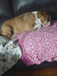 Lost Female Dog last seen near westgate sign between speedway and aldi, West Columbia, SC 29170