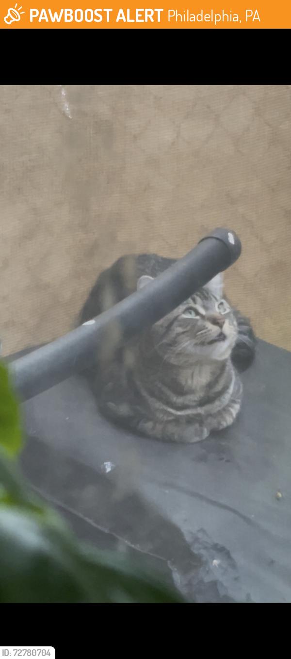 Found/Stray Unknown Cat last seen 50th & Chestnut , Philadelphia, PA 19139