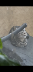 Found/Stray Unknown Cat last seen 50th & Chestnut , Philadelphia, PA 19139