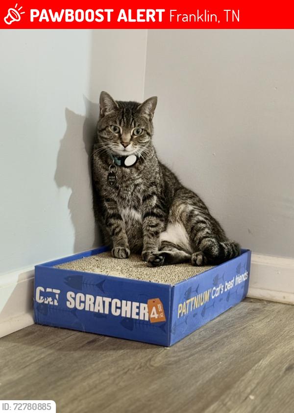 Lost Female Cat last seen Cool Springs East Neighborhood , Franklin, TN 37067