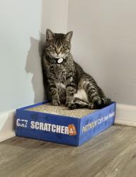 Lost Female Cat last seen Cool Springs East Neighborhood , Franklin, TN 37067