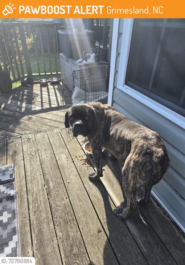 Found/Stray Male Dog last seen On my front porch, Grimesland NC , Grimesland, NC 27837