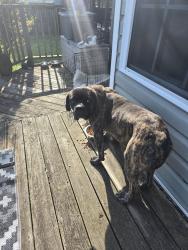 Found/Stray Male Dog last seen On my front porch, Grimesland NC , Grimesland, NC 27837