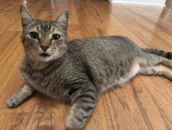 Lost Male Cat last seen Heather Lane, Bogart, GA, Bogart, GA 30622