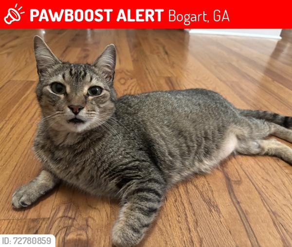 Lost Male Cat last seen Heather Lane, Bogart, GA, Bogart, GA 30622