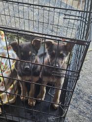 Found/Stray Male Dog last seen In road on Paloma, Valley Springs, CA 95252