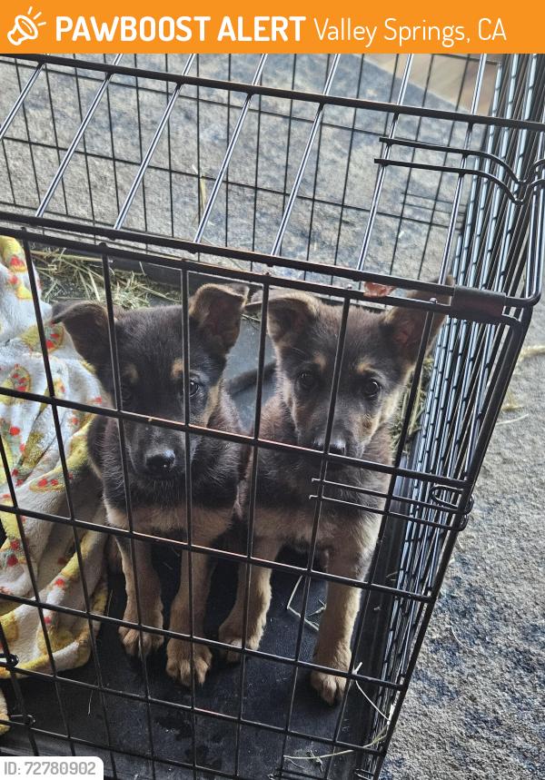 Found/Stray Male Dog last seen In road on Paloma, Valley Springs, CA 95252