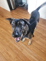 Lost Male Dog last seen Dartmouth ave, St. Petersburg, FL 33713