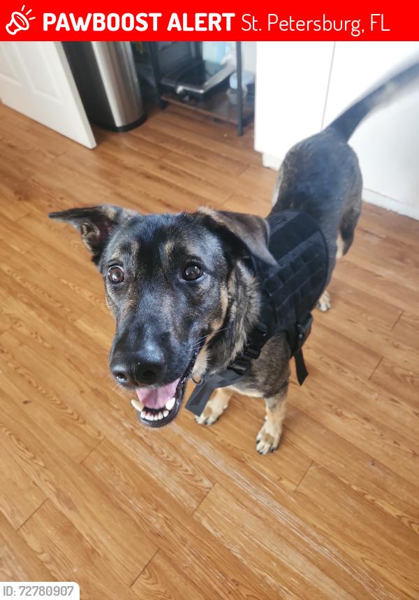 Lost Male Dog last seen Dartmouth ave, St. Petersburg, FL 33713