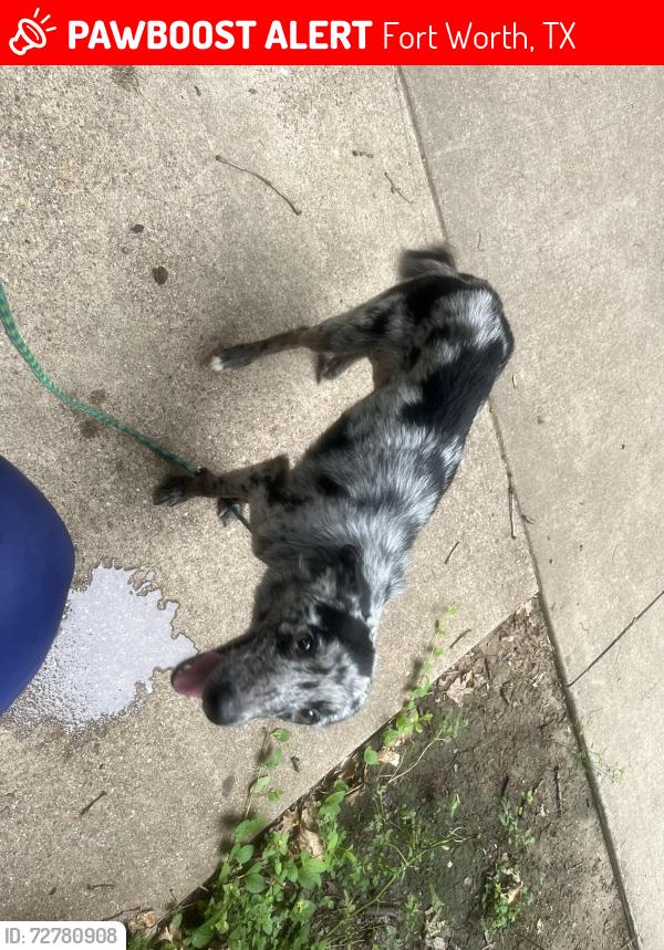 Lost Male Dog last seen Binyon and cockrell, Fort Worth, TX 76133