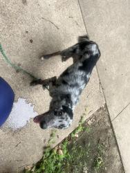 Lost Male Dog last seen Binyon and cockrell, Fort Worth, TX 76133