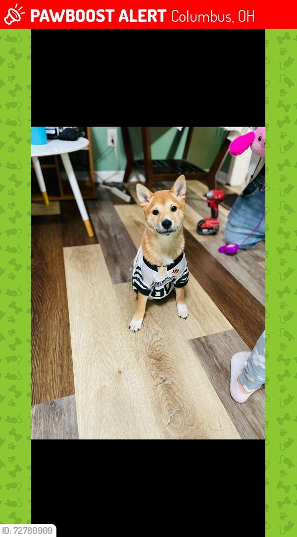 Lost Female Dog last seen lawrence ave, Columbus, OH 43228