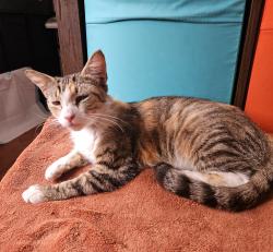 Found/Stray Female Cat last seen Irwindale Park, Irwindale, CA 91706