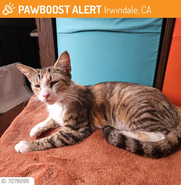 Found/Stray Female Cat last seen Irwindale Park, Irwindale, CA 91706