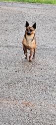 Found/Stray Male Dog last seen Pedigo Rd, Powell, TN 37849