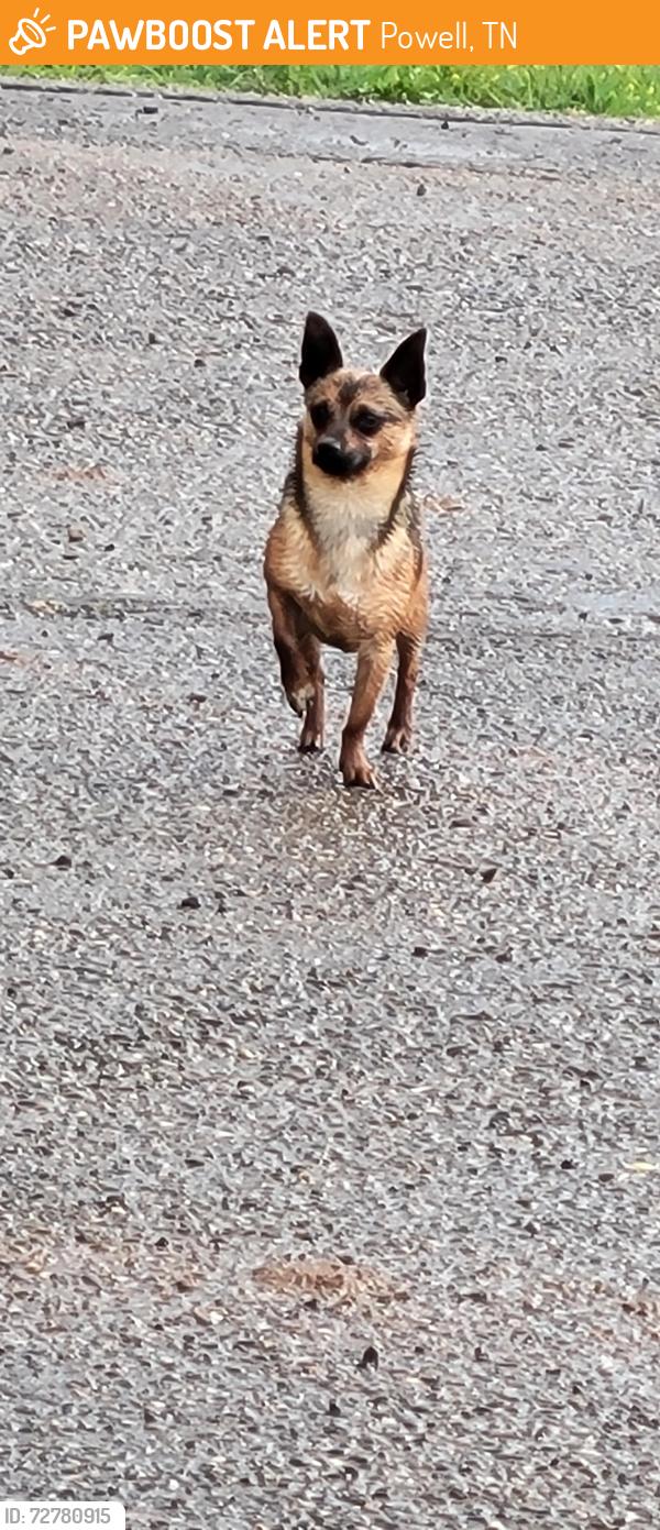 Found/Stray Male Dog last seen Pedigo Rd, Powell, TN 37849
