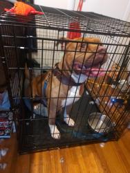 Found/Stray Male Dog last seen Near NW 19th street, Oklahoma City, OK 73102