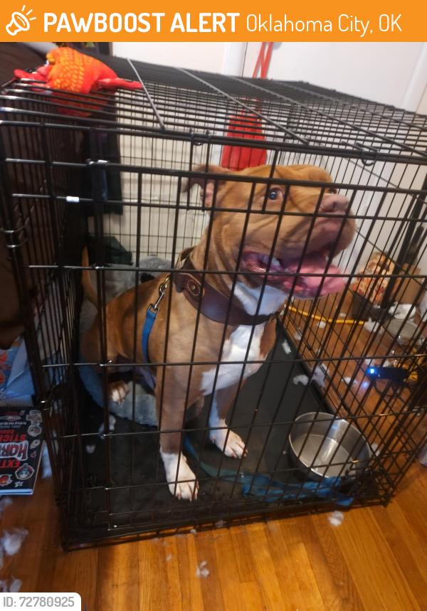 Found/Stray Male Dog last seen Near NW 19th street, Oklahoma City, OK 73102