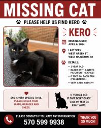 Reunited Female Cat last seen Near w green st west Hazleton , West Hazleton, PA 18202
