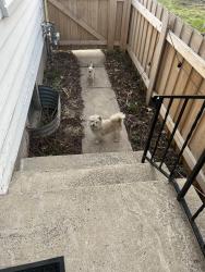Found/Stray Unknown Dog last seen Shingle creek , Minneapolis, MN 55430