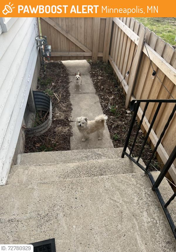 Found/Stray Unknown Dog last seen Shingle creek , Minneapolis, MN 55430