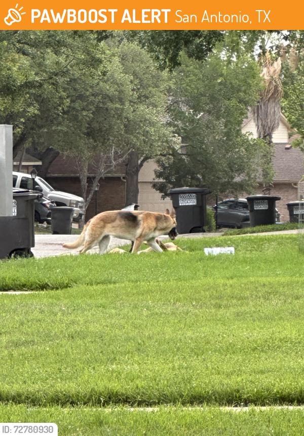 Found/Stray Unknown Dog last seen Lochwood ests off Abe Lincoln, San Antonio, TX 78240