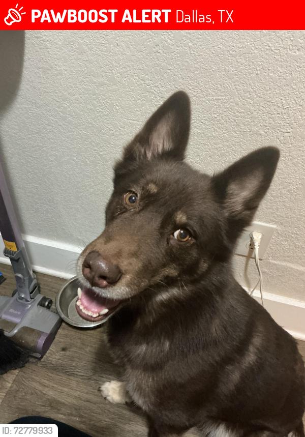 Lost Female Dog last seen E Ledbetter AND BONNIEW VIEW BY THE REC CENTER , Dallas, TX 75216
