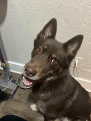 Lost Female Dog last seen E Ledbetter AND BONNIEW VIEW BY THE REC CENTER , Dallas, TX 75216