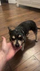 Found/Stray Female Dog last seen QT, Burleson, TX 76028